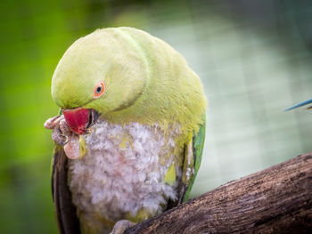 Close-up of parrot perching on branch