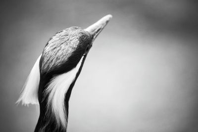 Low angle view of bird perching on tree against sky