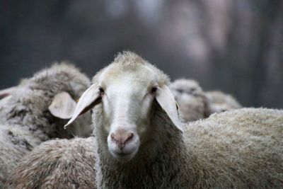 Close-up of sheep
