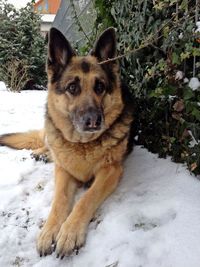 Portrait of dog standing on snow covered field