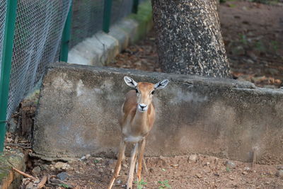 Closeup of a pretty young female deer or aepyceros melampus grazing