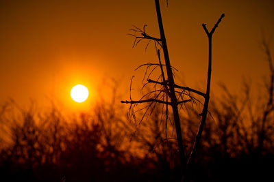 Close-up of silhouette plants on field against orange sky