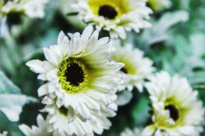 Close-up of flower against blurred background