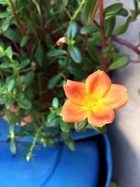 Close-up of orange flowering plant