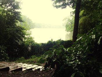Reflection of trees in water