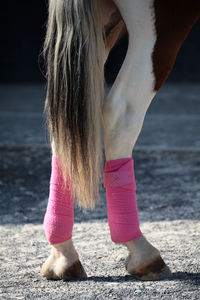 Horse legs pink 
