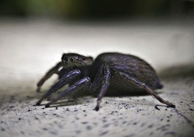 Close-up of insect