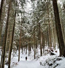 Trees in forest during winter