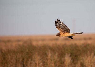 Bird flying over a field