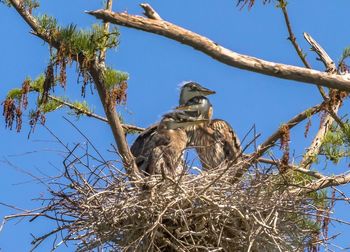 Low angle view of bird perching on bare tree against clear blue sky