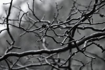 Close-up of bare branches against sky