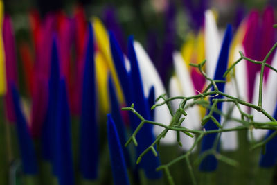 Close-up of plant