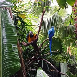 Birds perching on tree