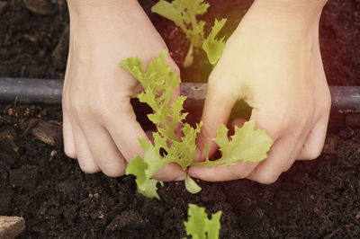 Close-up of hand planting on field