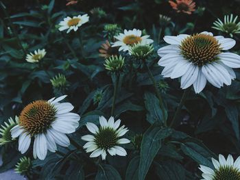 Close-up of white flowers blooming outdoors