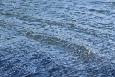 Full frame shot of swimming in sea