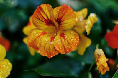 Close-up of yellow flowers blooming outdoors