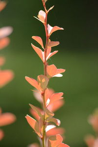 Close-up of flowers blooming outdoors