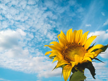Low angle view of sunflower against sky