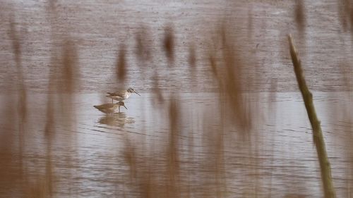 View of birds flying over lake