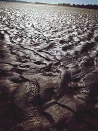 Reflection of trees in water