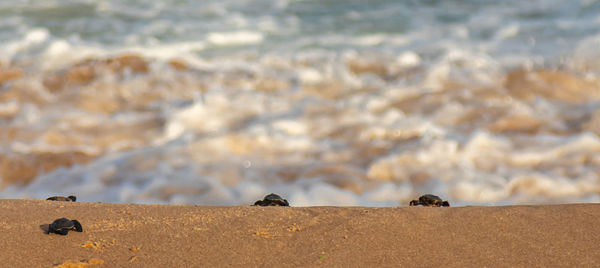 View of crab on beach