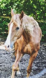 Close-up of horse standing against trees