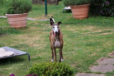 Portrait of dog standing in yard