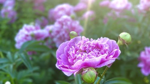 Close-up of purple flowering plant