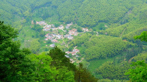 High angle view of trees on field