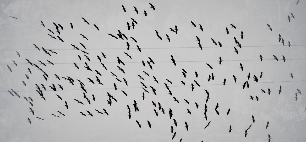 bird, flock of birds, flying, animal themes, animals in the wild, wildlife, low angle view, silhouette, sky, clear sky, outdoors, day, nature, no people, mid-air, backgrounds, spread wings, abundance, medium group of animals