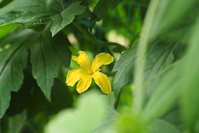 Close-up of yellow flowering plant