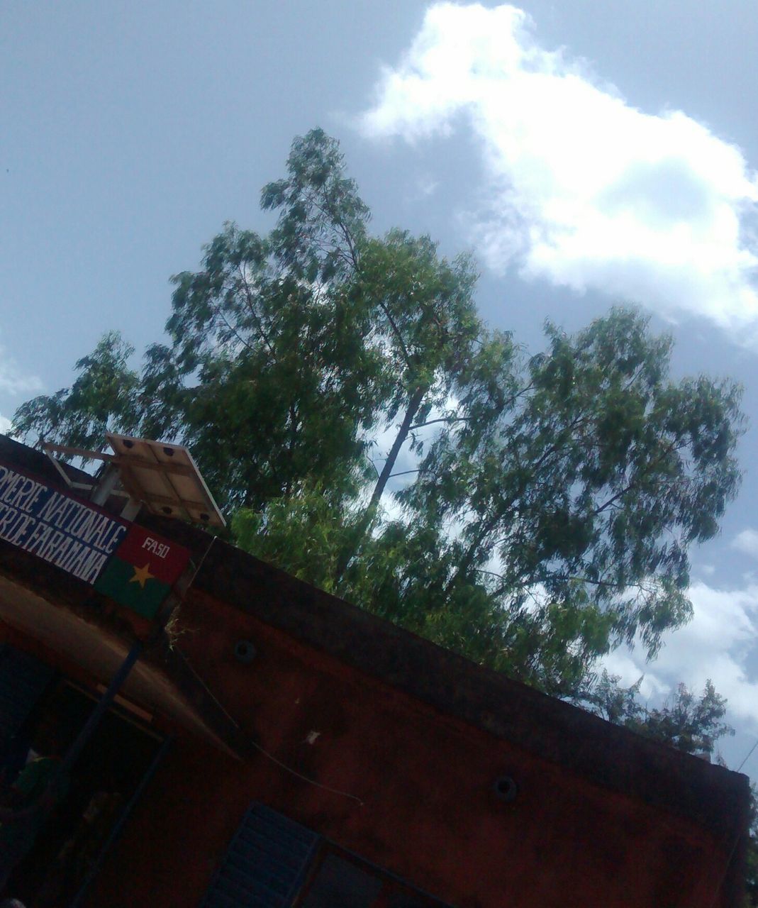 LOW ANGLE VIEW OF TREES AGAINST SKY