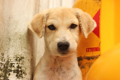 Dog shelter outside of kandy, shy dog 