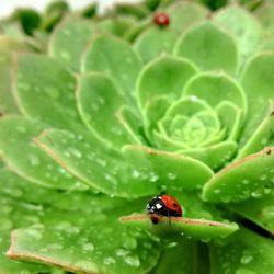 Close-up of ladybug on leaf