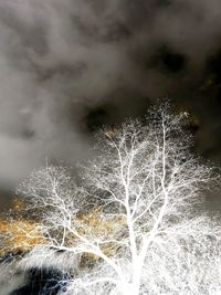 Close-up of tree against sky