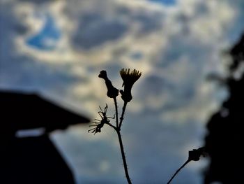Close-up of silhouette plant against sky