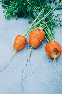 High angle view of pumpkins on plant