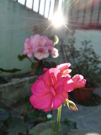 Close-up of pink flowers blooming outdoors