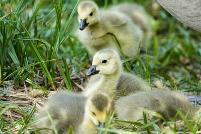 View of ducklings in grass