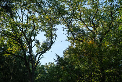 Low angle view of trees against sky