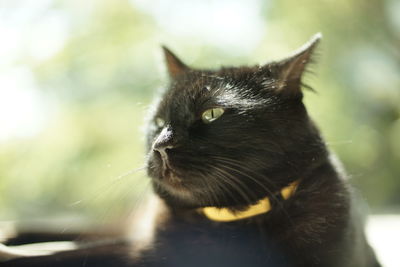 A black cat relaxing in a room against the background of fresh green