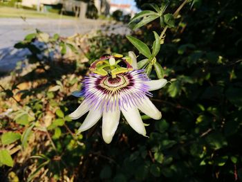 Close-up of passion flower blooming outdoors