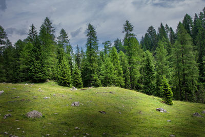 Scenic view of pine trees on field against sky