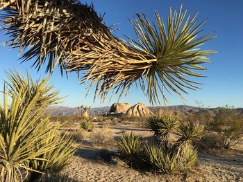 Palm tree in desert against sky
