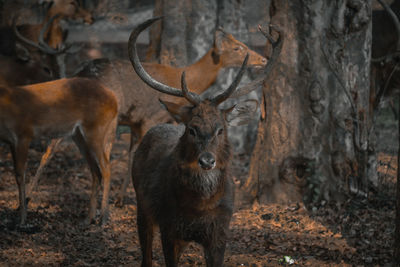 Deer standing in forest