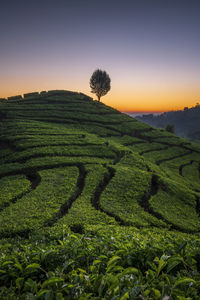 Scenic view of tea plantation pattern against sky during sunset