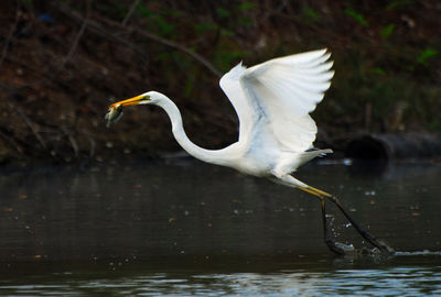 Bird eating fish in the morning