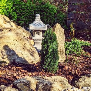 Plants against stone wall and trees