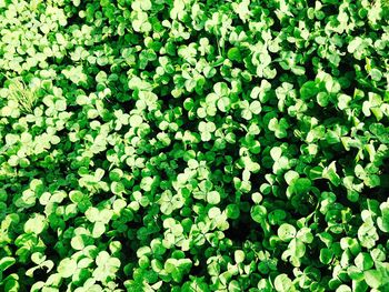 Full frame shot of clovers growing